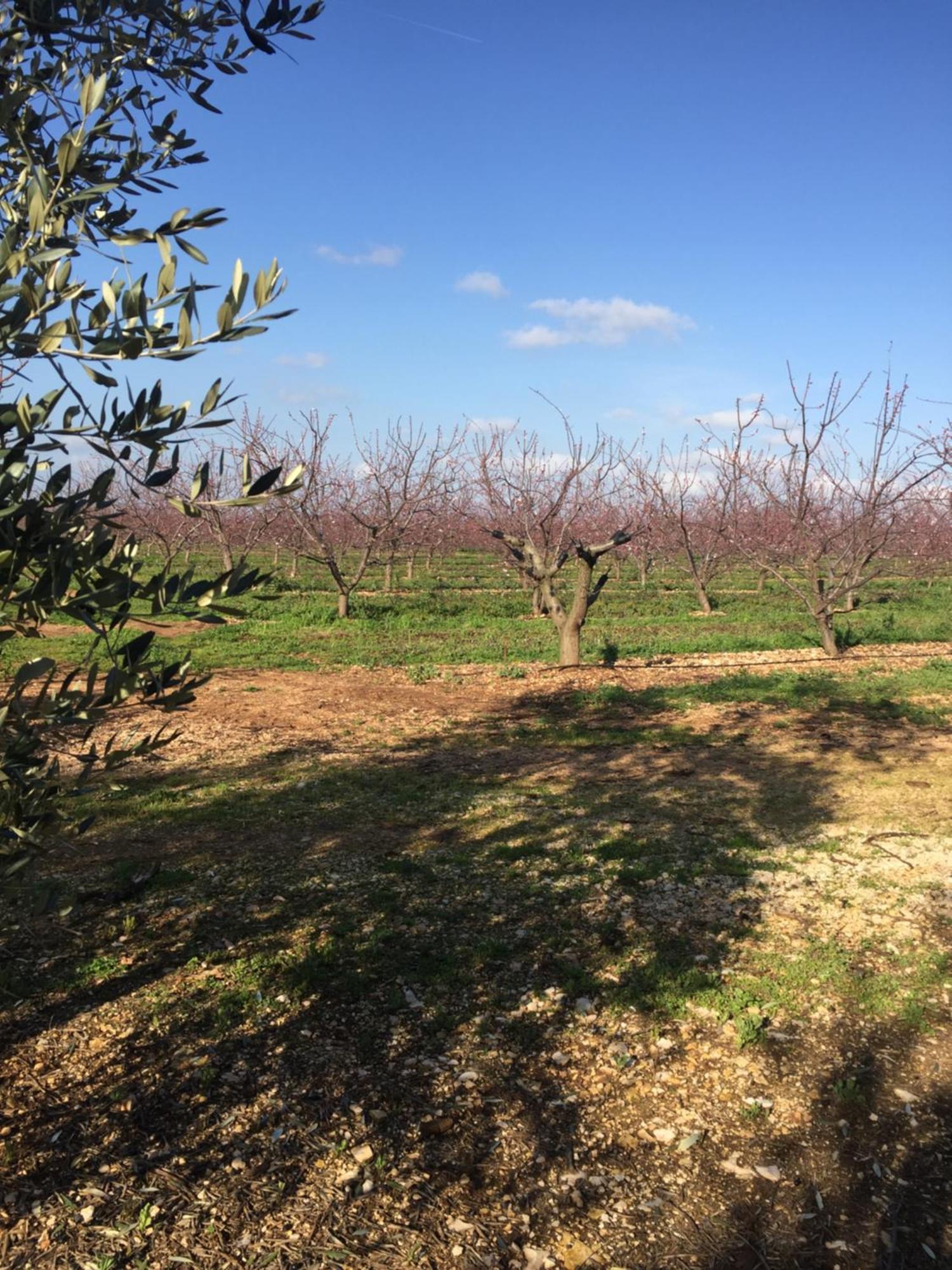 Masseria Gravelle Turi Eksteriør bilde