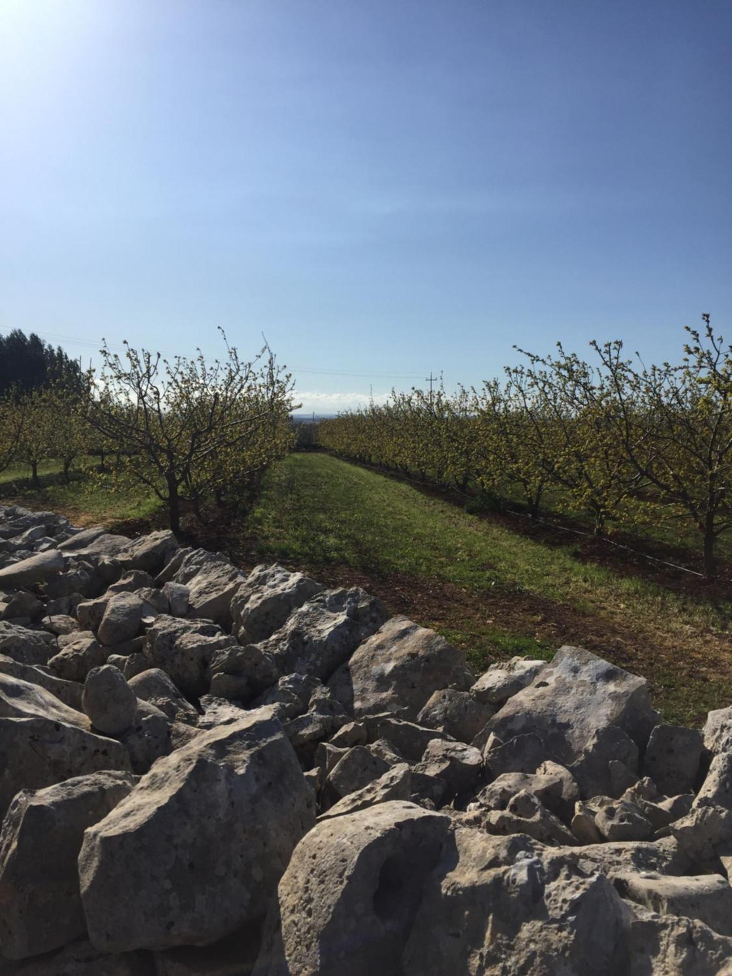 Masseria Gravelle Turi Eksteriør bilde